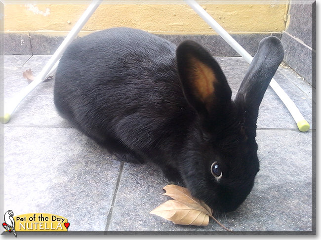 Nutella the Havana mix Rabbit, the Pet of the Day