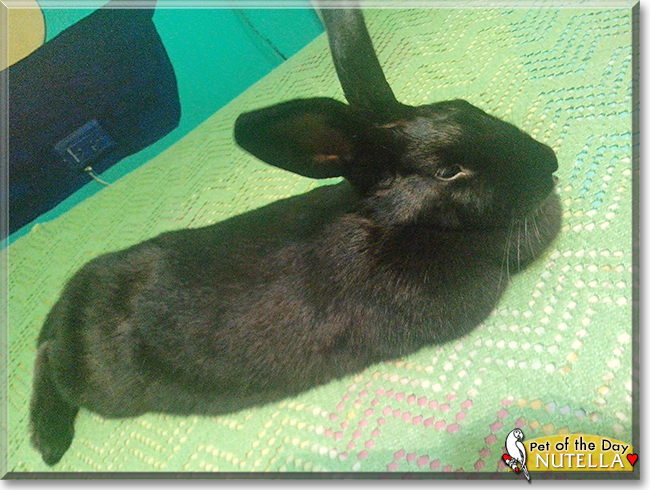 Nutella the Havana mix Rabbit, the Pet of the Day