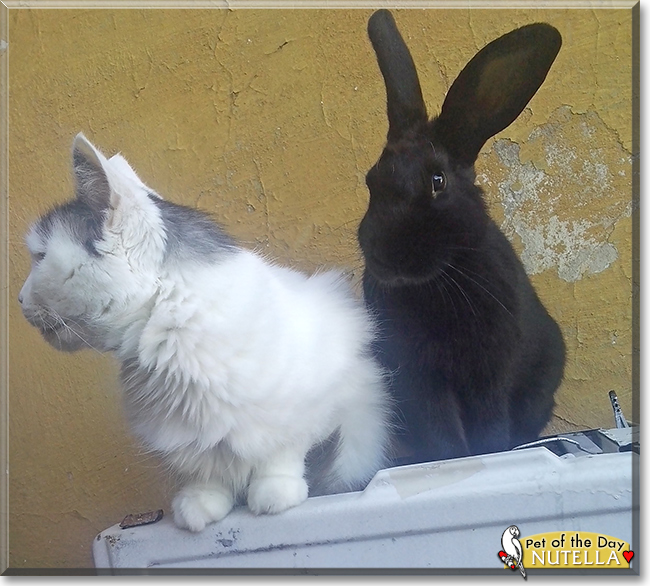 Nutella the Havana mix Rabbit, the Pet of the Day