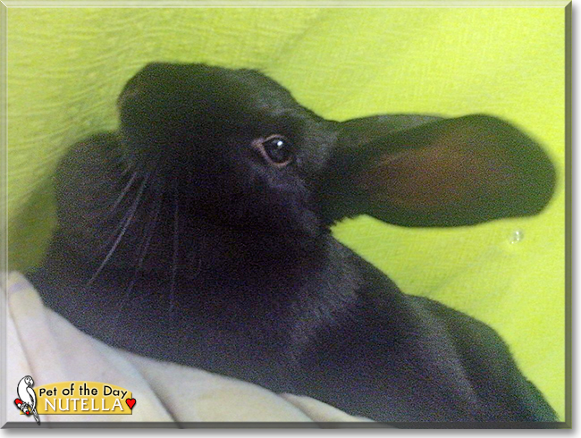 Nutella the Havana mix Rabbit, the Pet of the Day