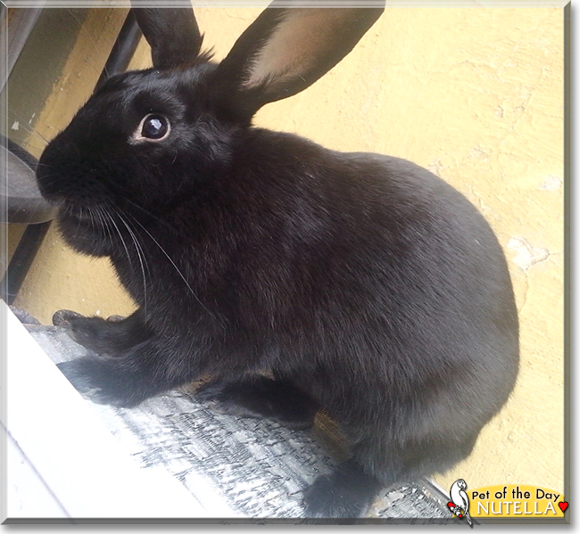 Nutella the Havana mix Rabbit, the Pet of the Day