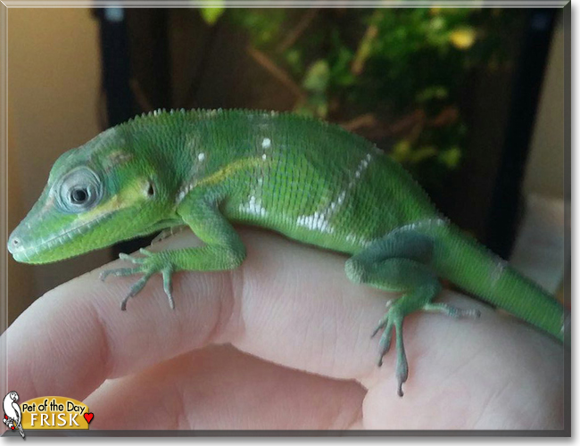 Frisk the Cuban Knight Anole, the Pet of the Day