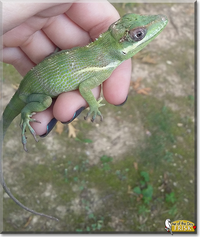 Frisk the Cuban Knight Anole, the Pet of the Day