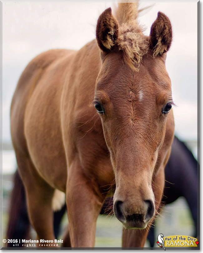 Ramona the Quarter Horse, the Pet of the Day Ramona the Quarter Horse, the Pet of the Day