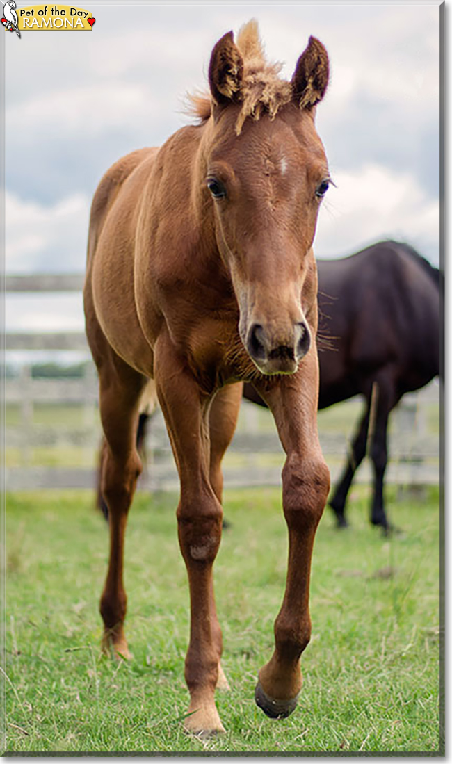Ramona the Quarter Horse, the Pet of the Day