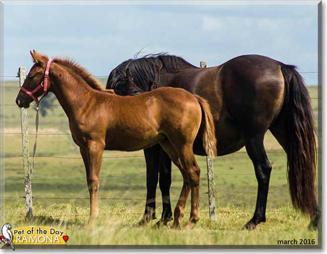 Ramona the Quarter Horse, the Pet of the Day
