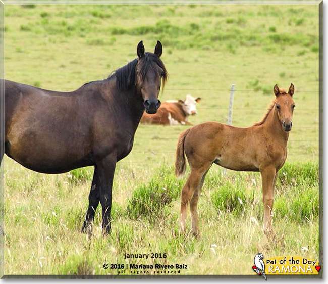 Ramona the Quarter Horse, the Pet of the Day