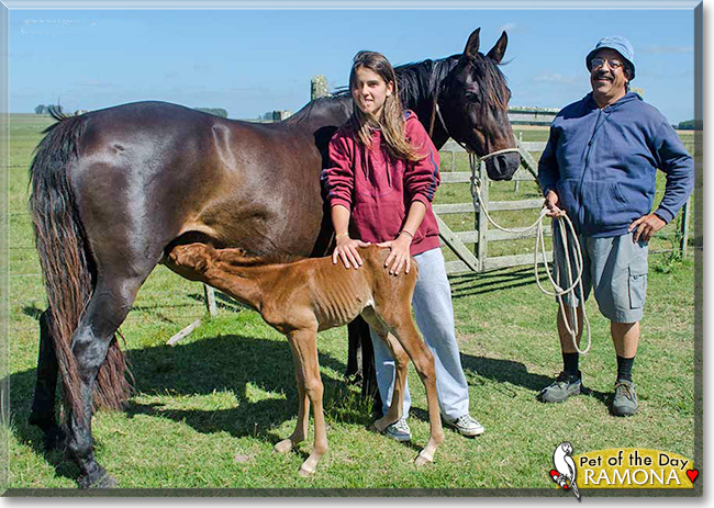 Ramona the Quarter Horse, the Pet of the Day