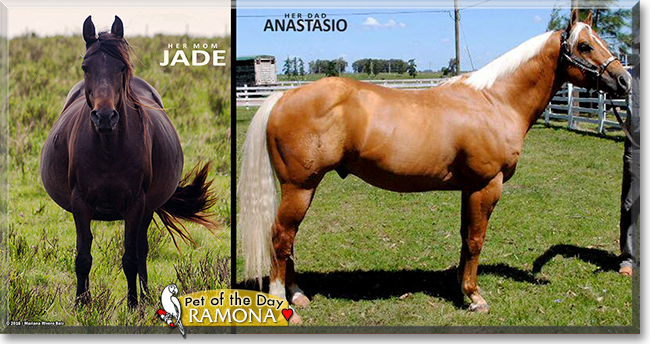 Ramona the Quarter Horse, the Pet of the Day