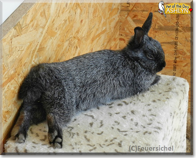 Ashlyn the Rabbit, the Pet of the Day