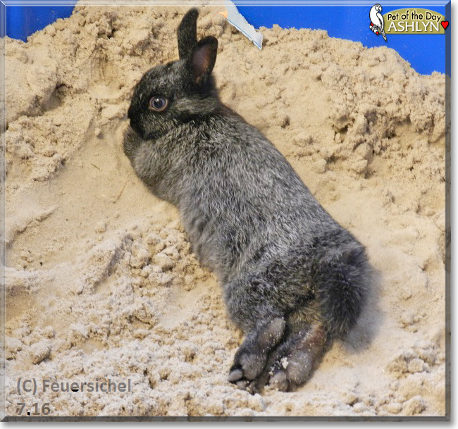 Ashlyn the Rabbit, the Pet of the Day