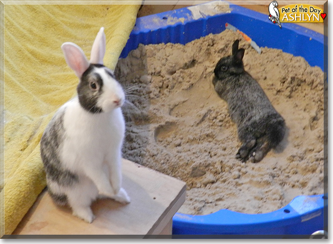 Ashlyn the Rabbit, the Pet of the Day