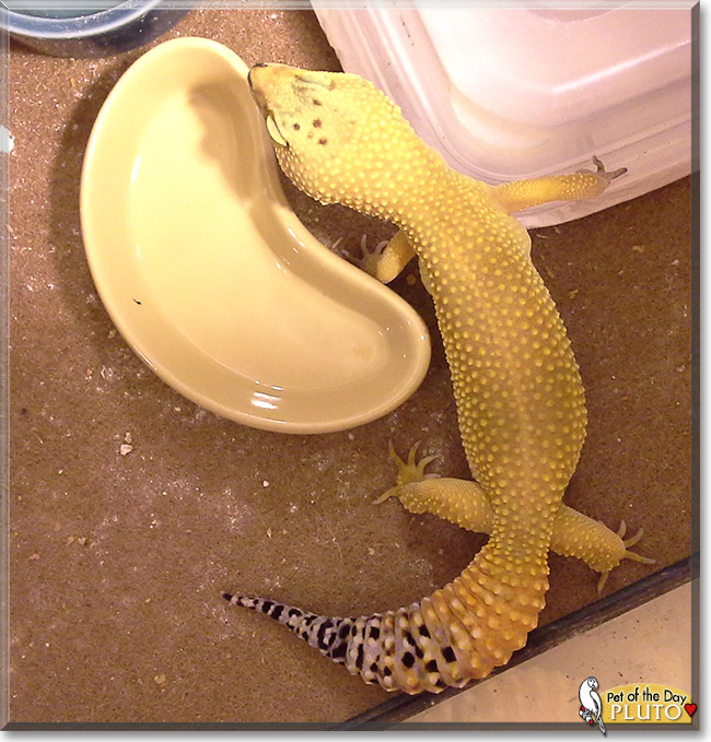 Pluto the Leopard Gecko, the Pet of the Day