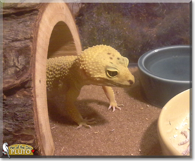 Pluto the Leopard Gecko, the Pet of the Day