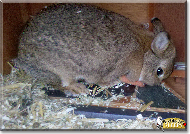 Sleepy the Rabbit, the Pet of the Day