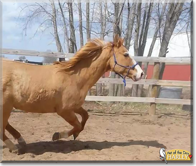 Harley the Quarter Horse, the Pet of the Day Harley the Quarter Horse, the Pet of the Day