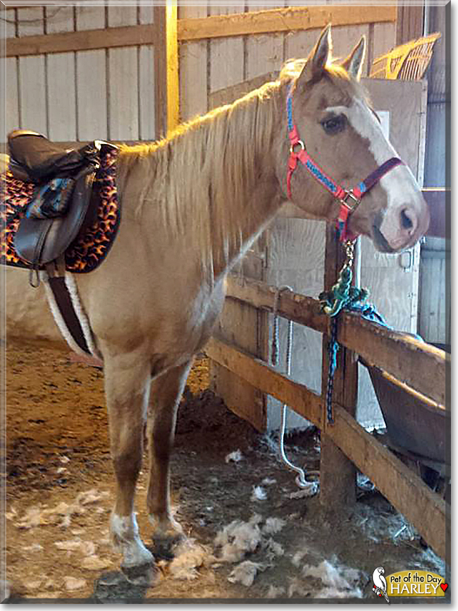 Harley the Quarter Horse, the Pet of the Day