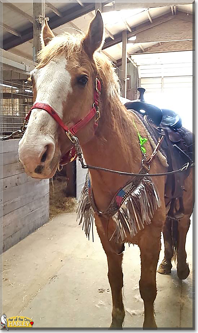 Harley the Quarter Horse, the Pet of the Day