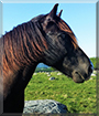 Alm Sentan the Norwegian Trotter/Coldblooded Horse
