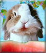 Hadley the Dwarf Lop Lionhead Rabbit