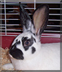 Leia the Rabbit