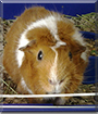 Fluffy the Guinea Pig