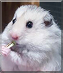 Possum the Teddy Bear Hamster