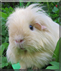 Bailey the Sheltie Guinea Pig