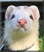 Tony the Ferret