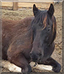 Kentucky the Shire/Paint Horse