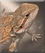 Captain Blackbeard the Bearded Dragon