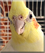 Mary the Lutino Cockatiel