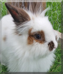 Moka the Angora Mix Rabbit