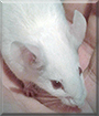 Sweet Pea the Albino Mouse