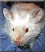Muffin the Fancy Mouse