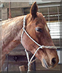 Earl the Quarter Horse