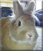 Tye the Lionhead Rabbit