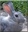 Fries the European Rabbit mix