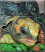 Sherman the Redfoot Tortoise