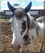 Gambler the Paint Horse