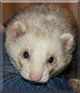Possum the Ferret