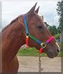 Sam the Quarter Horse