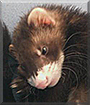 Alice Pooper the Ferret