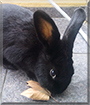 Nutella the Havana mix Rabbit