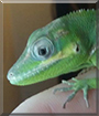 Frisk the Cuban Knight Anole