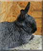 Ashlyn the Rabbit