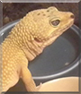 Pluto the Leopard Gecko