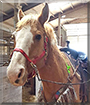 Harley the Quarter Horse