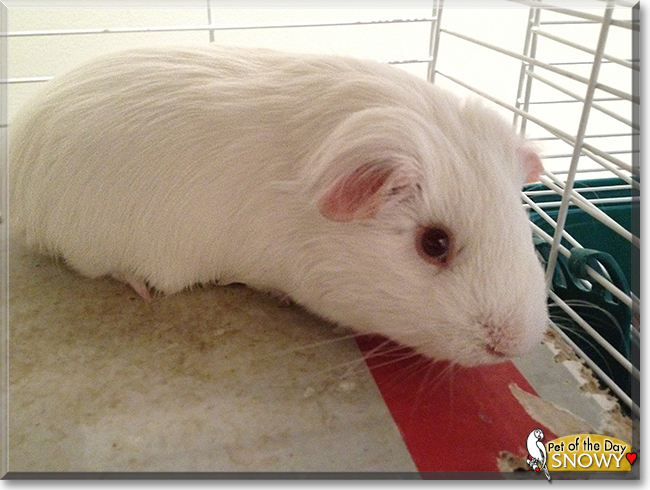 Snowy the Guinea Pig, the Pet of the Day Snowy the Guinea Pig, the Pet of the Day