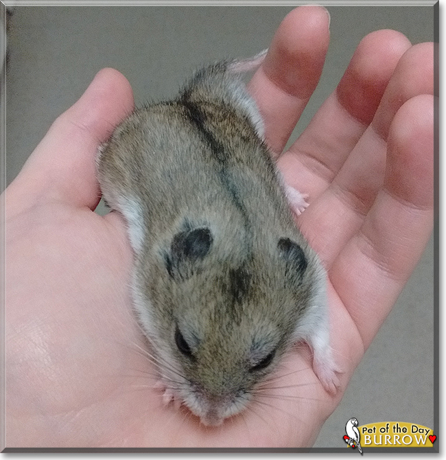 Burrow the Chinese Hamster, the Pet of the Day